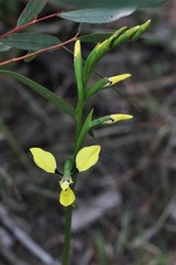 Diuris abbreviata