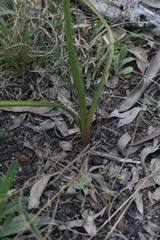 Diuris abbreviata