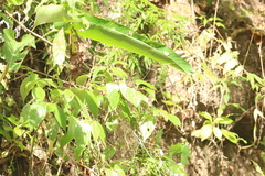 Celaenorrhinus eligius