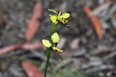 Diuris abbreviata