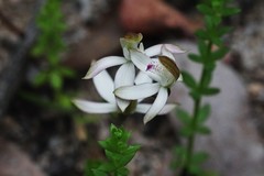 Caladenia gracilis