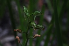 Pterostylis longifolia