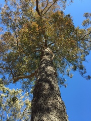Eucalyptus paniculata