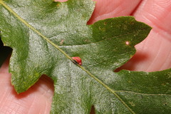 Pseudoneuroterus saliens