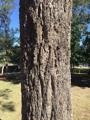 Eucalyptus paniculata