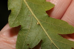 Pseudoneuroterus saliens