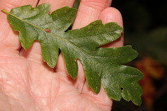 Pseudoneuroterus saliens