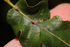 Pseudoneuroterus saliens