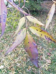Fraxinus angustifolia oxycarpa