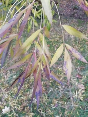 Fraxinus angustifolia oxycarpa