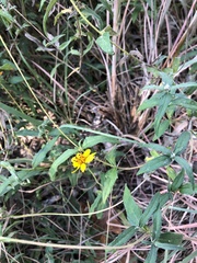 Wedelia acapulcensis