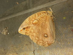 Opsiphanes boisduvallii