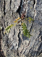Gleditsia triacanthos