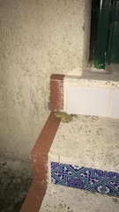 Bufotes viridis