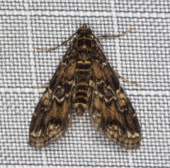 Elophila responsalis