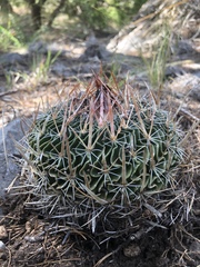 Echinofossulocactus dichroacanthus