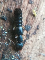 Astenus immaculatus