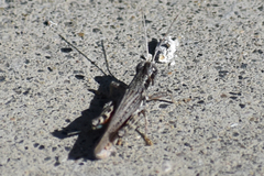Melanoplus cinereus