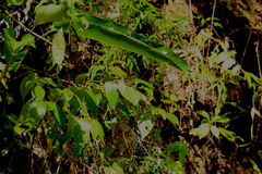 Celaenorrhinus eligius