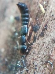Astenus immaculatus