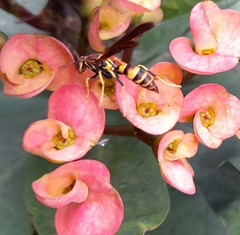 Polistes minor