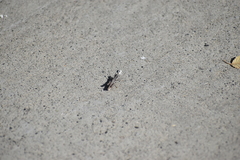 Melanoplus cinereus
