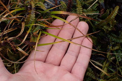 Carex edura