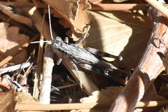 Melanoplus cinereus