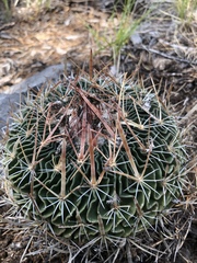 Echinofossulocactus dichroacanthus