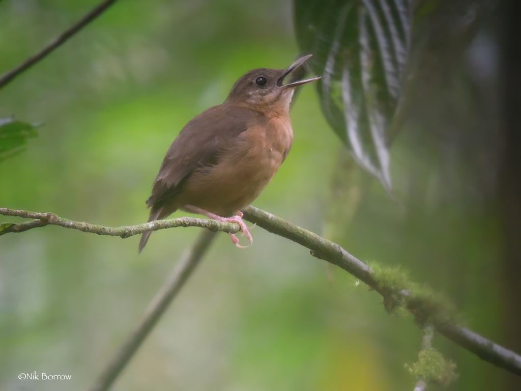 Sao Tome Short-tail photo