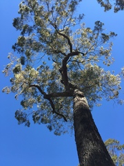 Eucalyptus paniculata