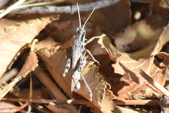 Melanoplus cinereus