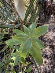 Quercus peninsularis