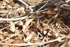 Melanoplus cinereus