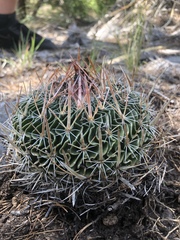 Echinofossulocactus dichroacanthus