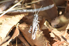 Melanoplus cinereus