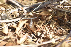 Melanoplus cinereus