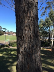 Eucalyptus paniculata