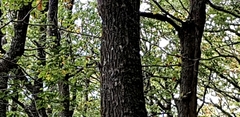 Sitta europaea
