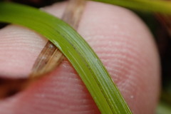 Carex edura