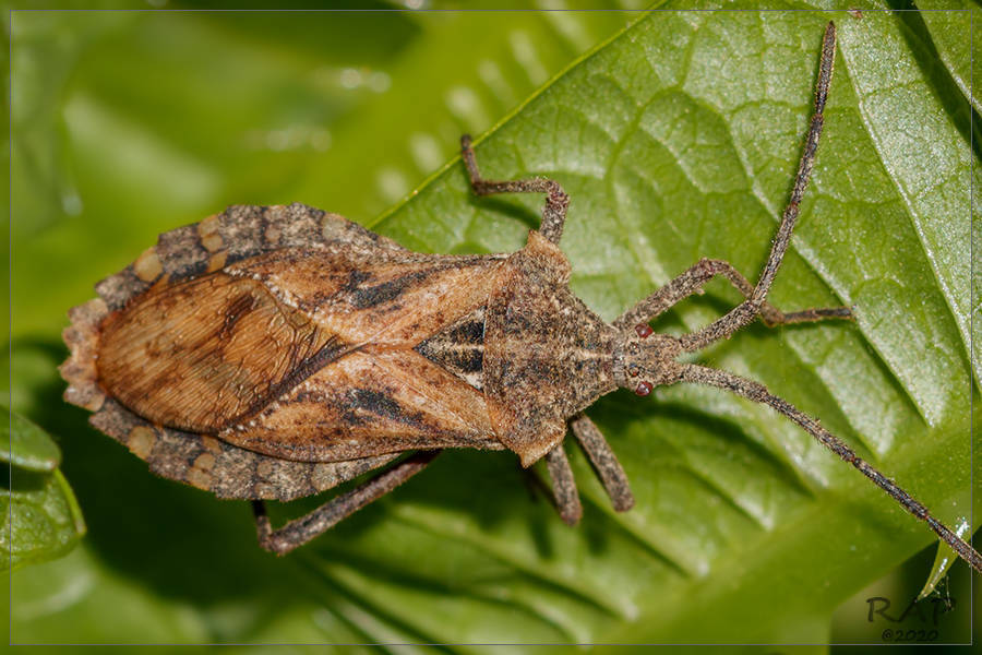 Eubule sculpta
