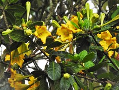 Schultesianthus coriaceus