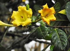 Schultesianthus coriaceus