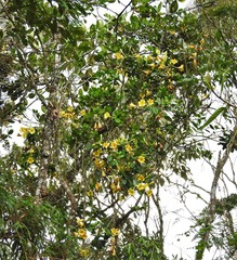 Schultesianthus coriaceus