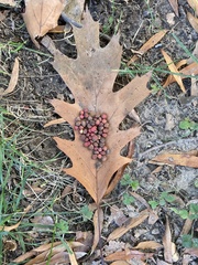 Kokkocynips difficilis