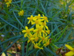 Senecio linearifolius linearifolius