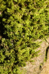 Plenogemma phyllantha