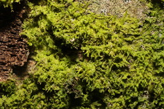 Plenogemma phyllantha