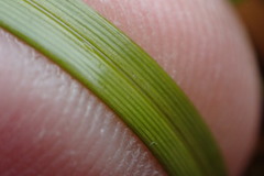 Carex edura