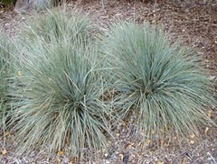 Helictotrichon sempervirens